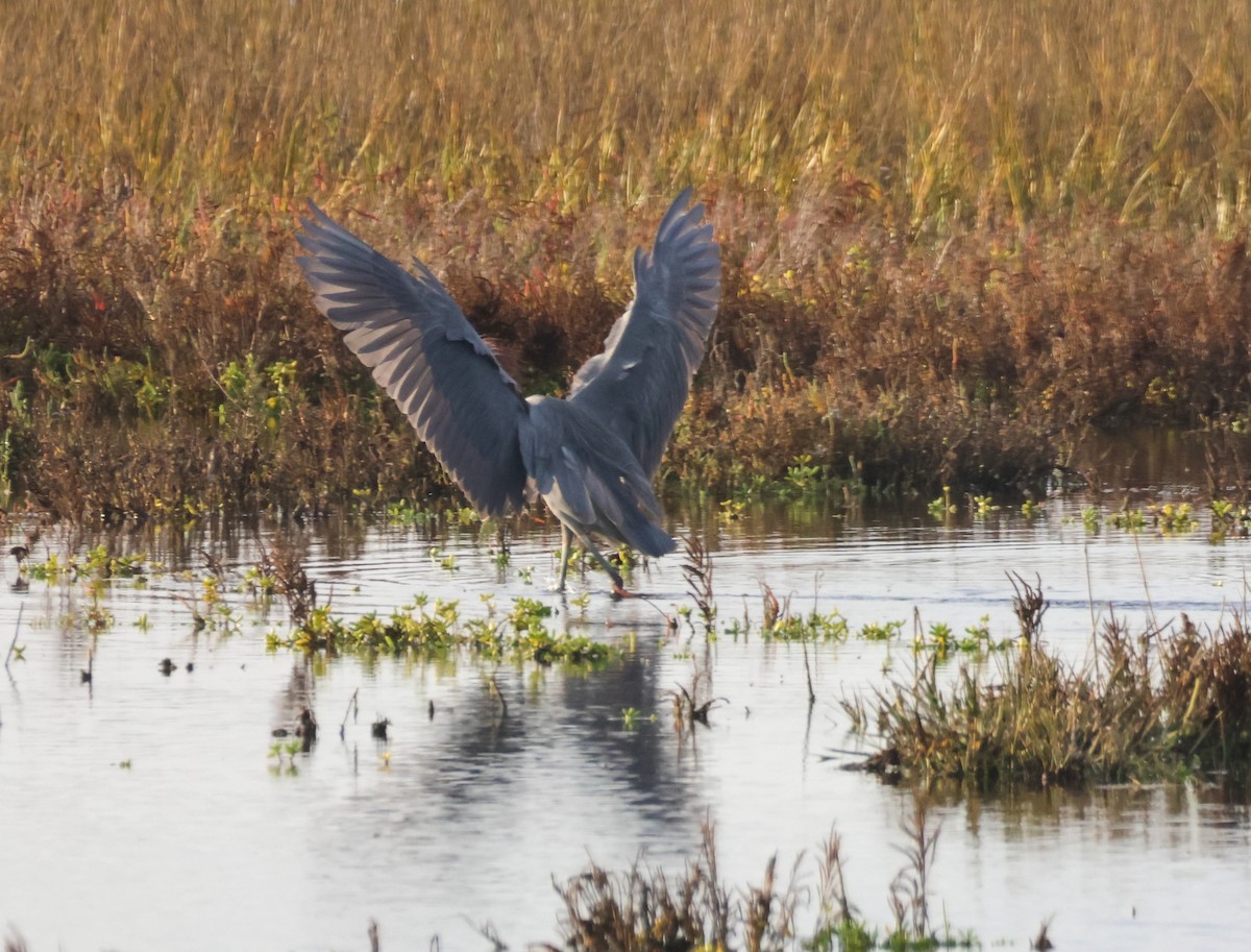 Reddish Egret - ML645530299