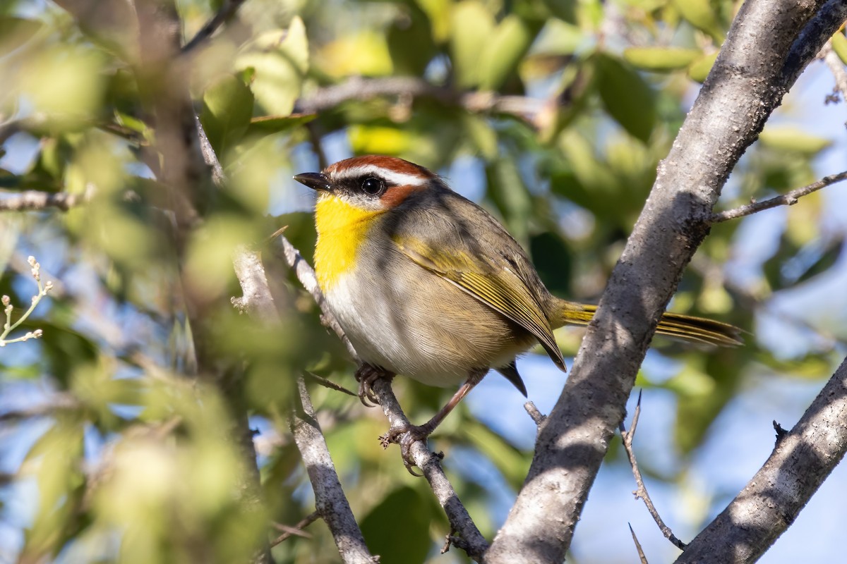 Rufous-capped Warbler - ML645530300