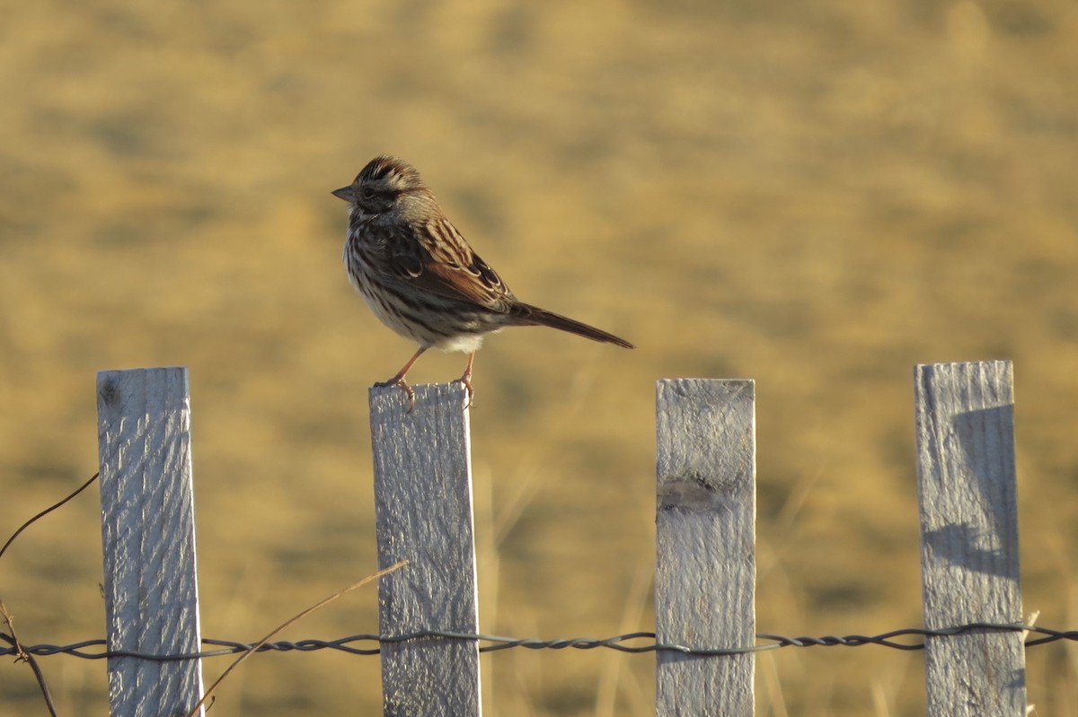 Song Sparrow - ML645530301