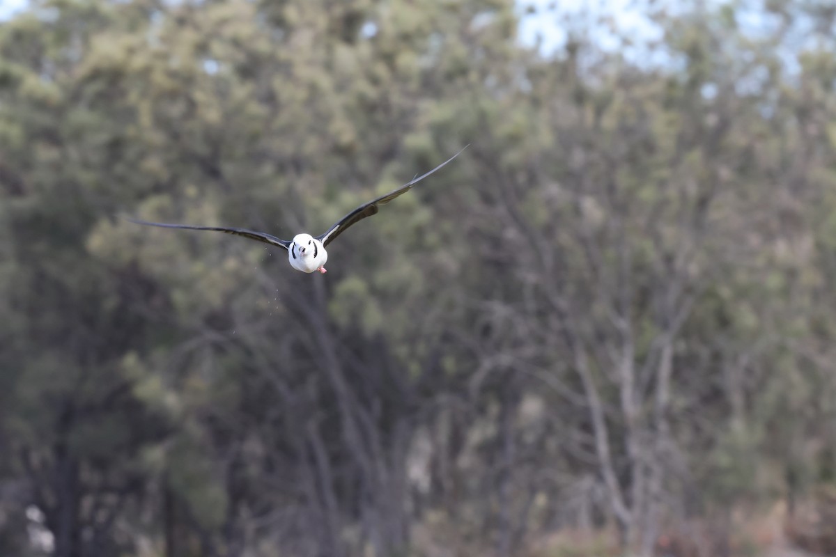 Weißgesicht-Stelzenläufer - ML645530302