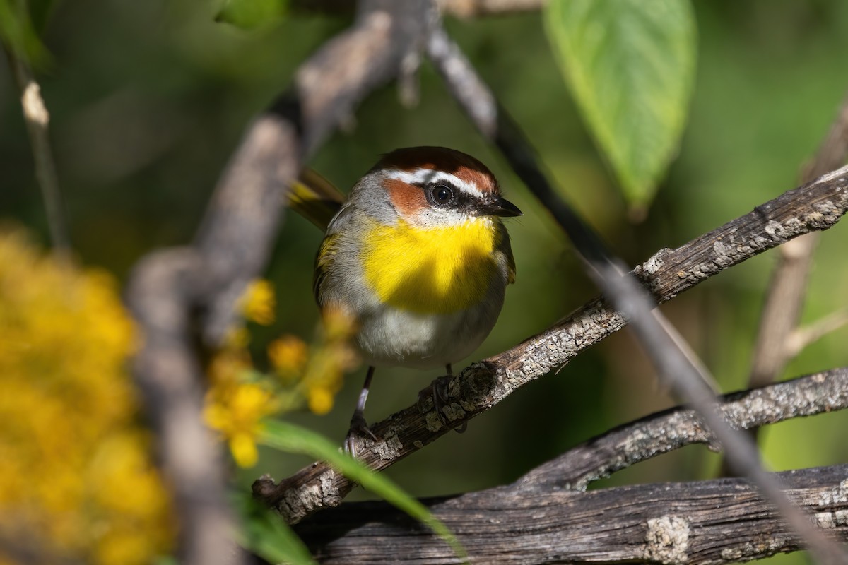 Rufous-capped Warbler - ML645530303