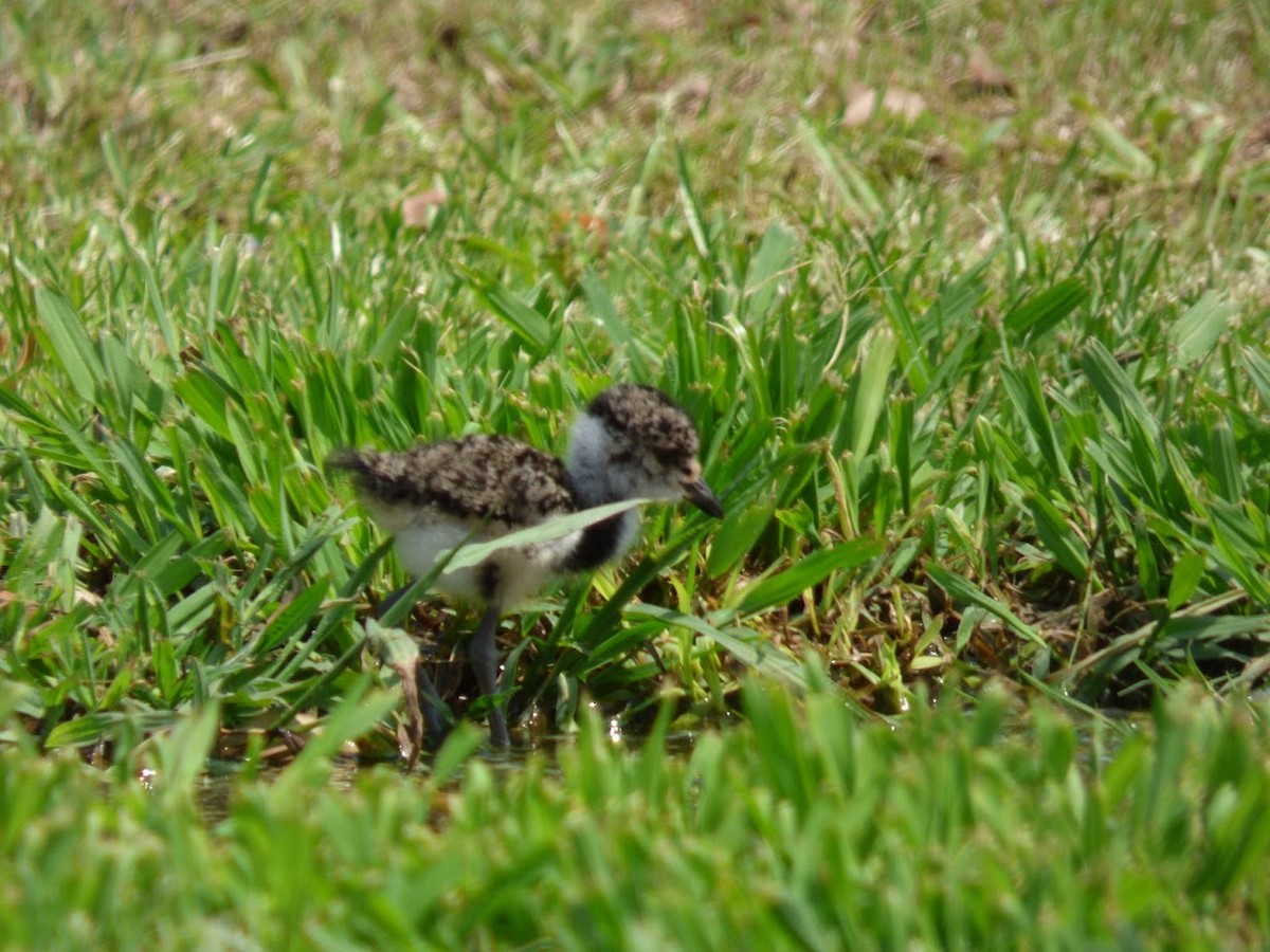 Southern Lapwing - ML645530304