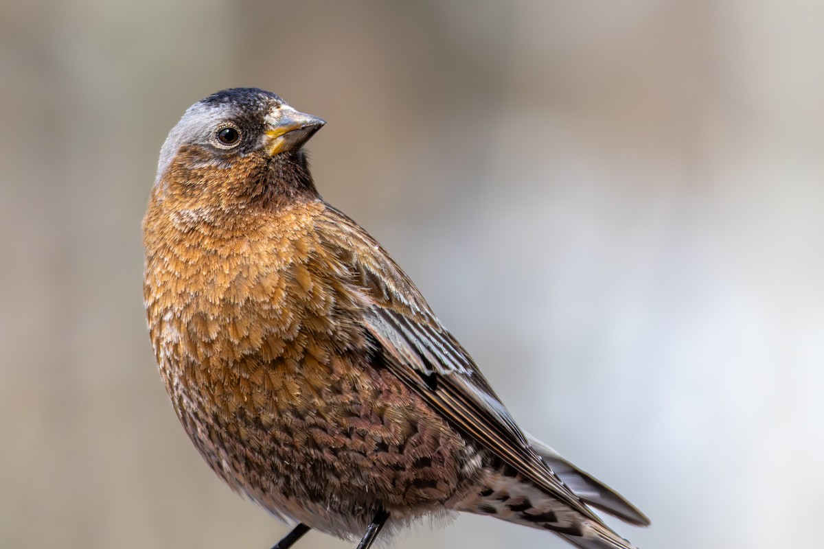 Gray-crowned Rosy-Finch - ML645530305