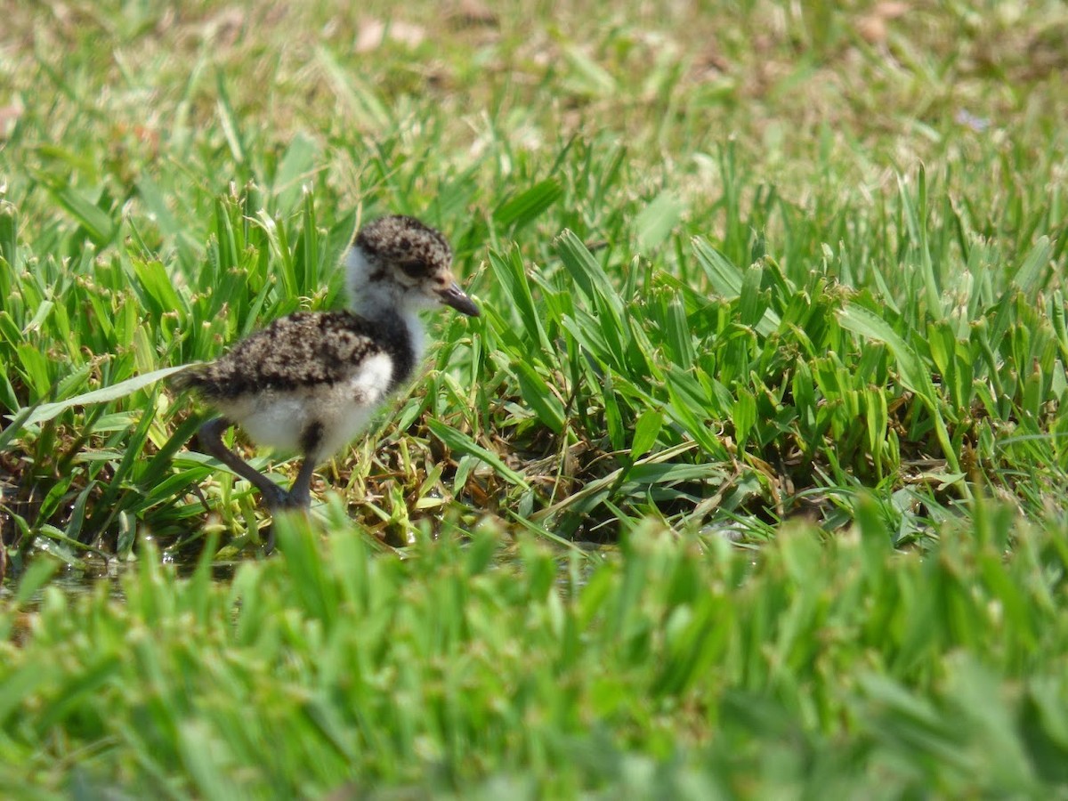 Southern Lapwing - ML645530306