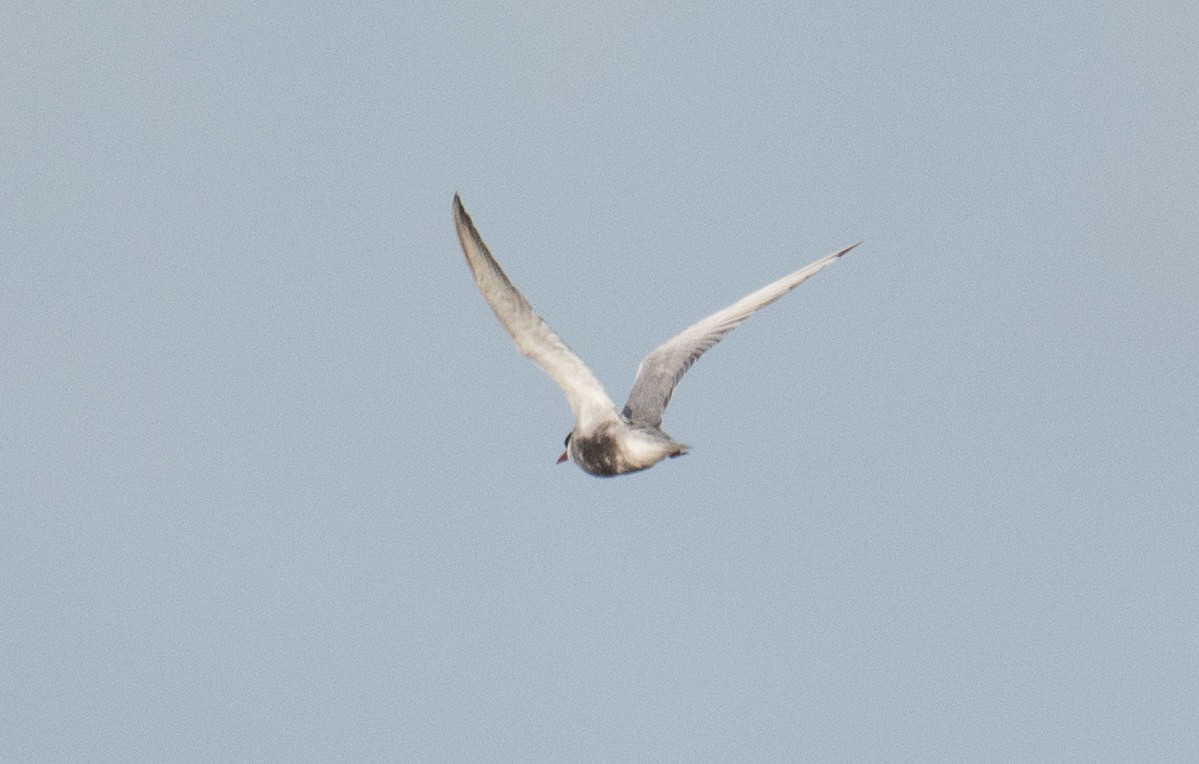 Whiskered Tern - ML645530308