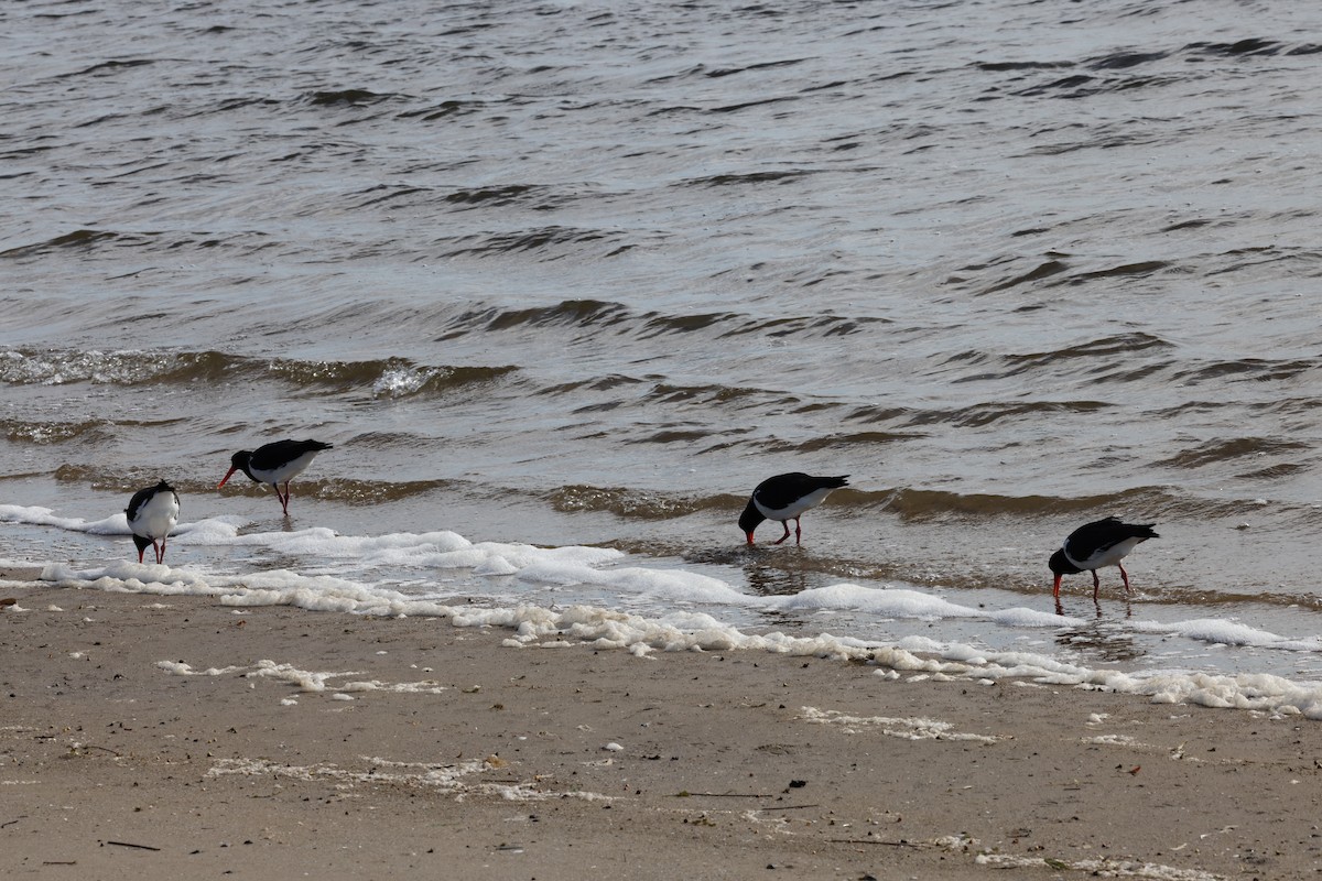 Australausternfischer - ML645530311