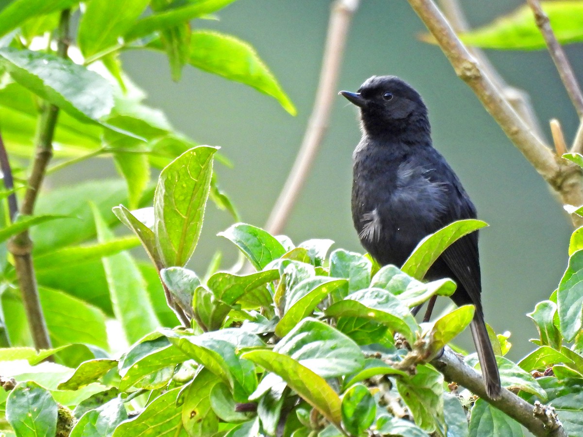 Pinchaflor Flanquiblanco - ML645530313