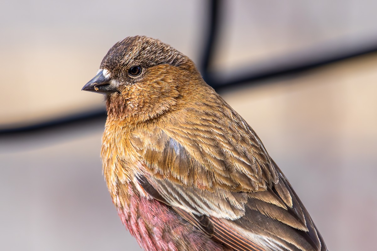 pěnkavice coloradská - ML645530315