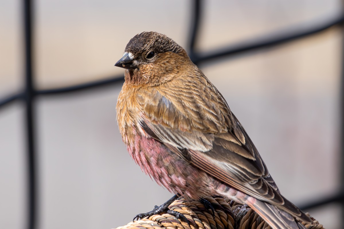 pěnkavice coloradská - ML645530316