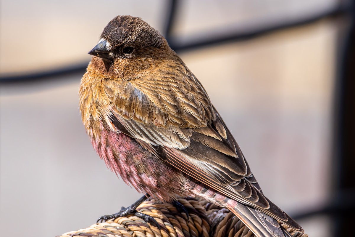 pěnkavice coloradská - ML645530317