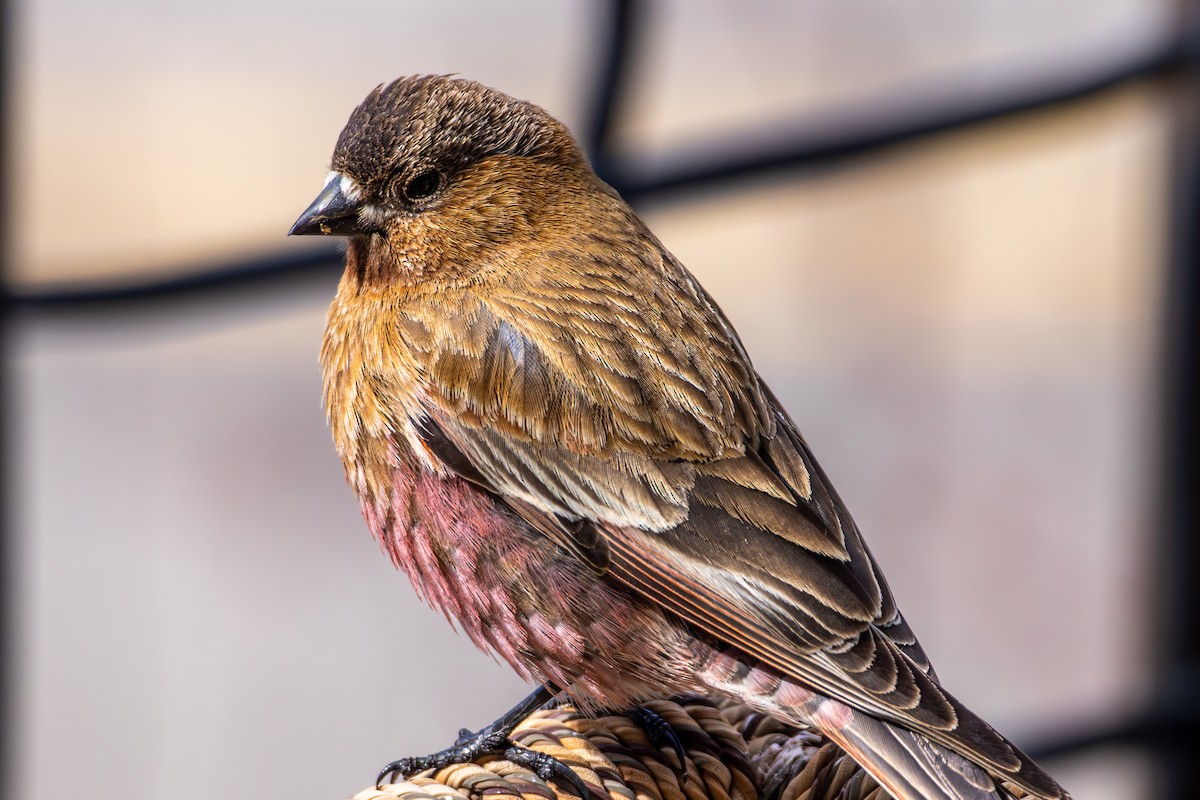 pěnkavice coloradská - ML645530318