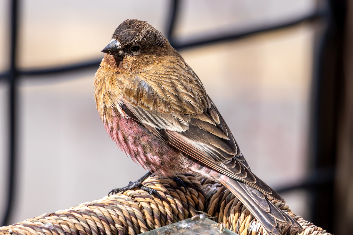 pěnkavice coloradská - ML645530319