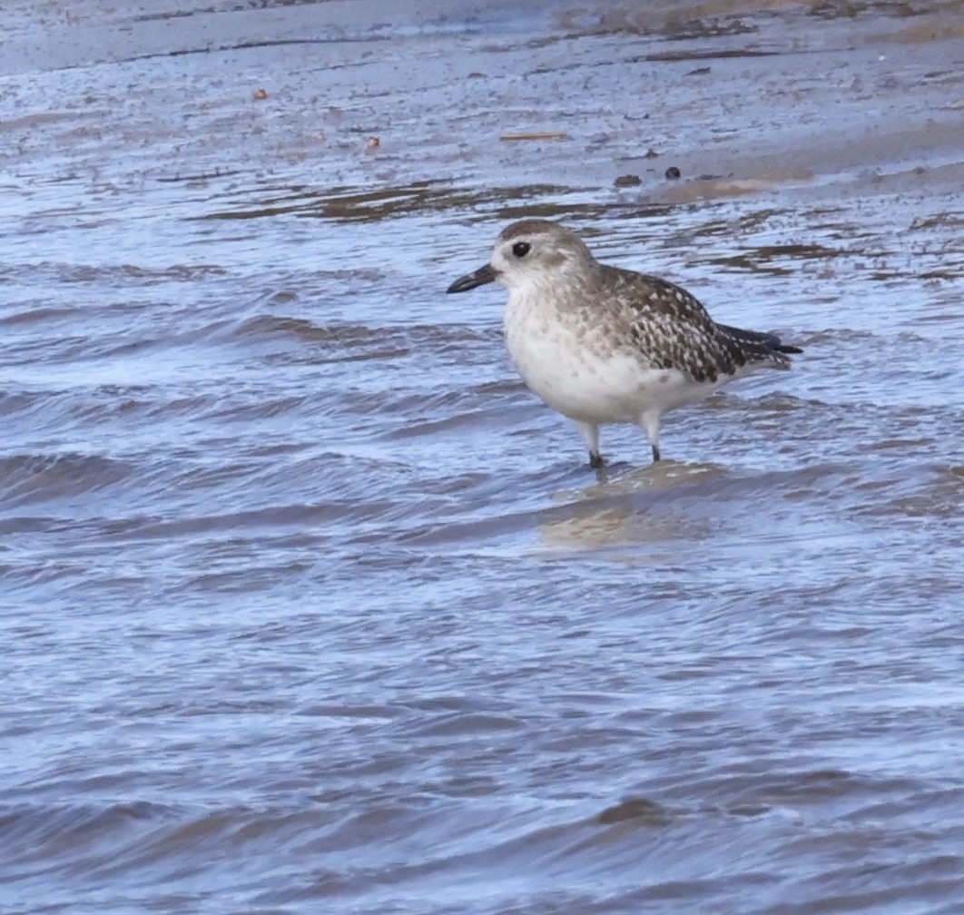 Kiebitzregenpfeifer - ML645530320