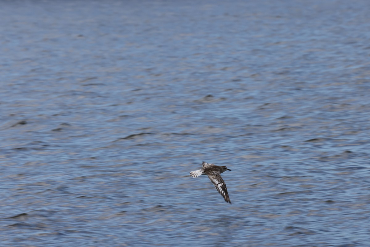 Kiebitzregenpfeifer - ML645530324