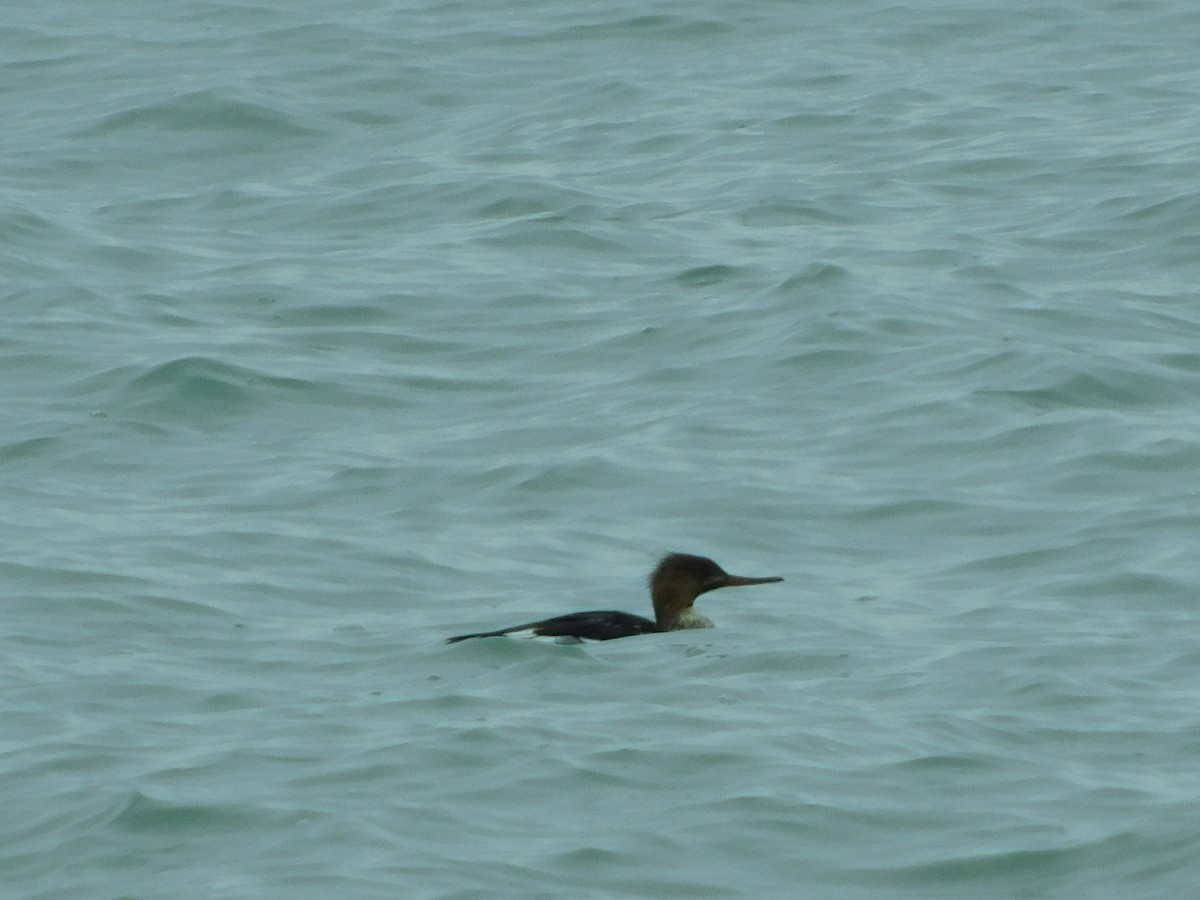 Red-breasted Merganser - ML645530325