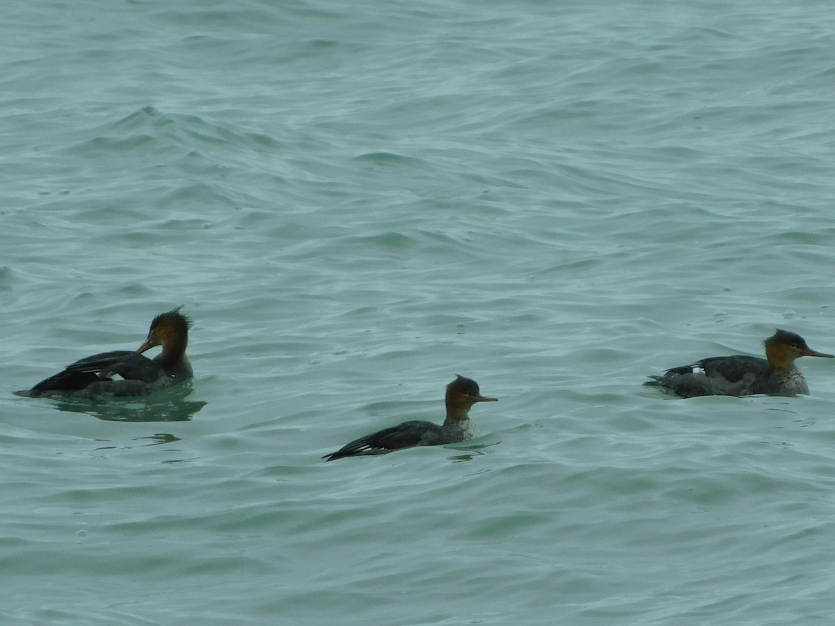 Red-breasted Merganser - ML645530326