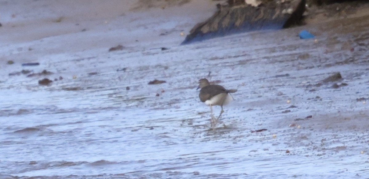 Flussuferläufer - ML645530330