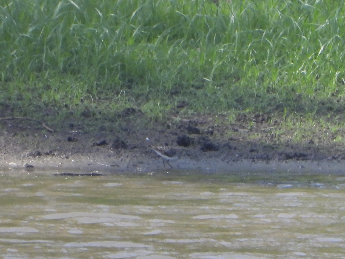 Дутыш - ML645530336