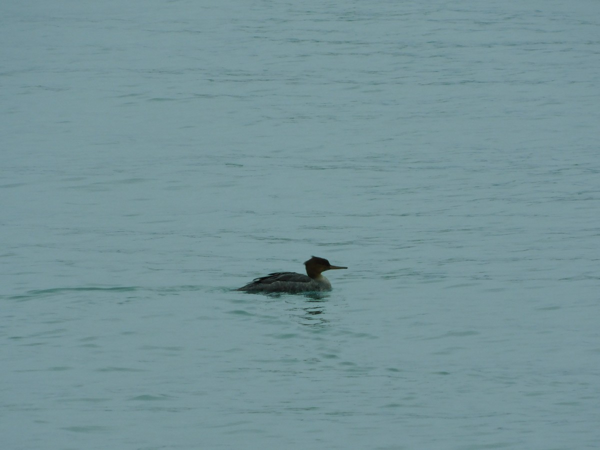 Red-breasted Merganser - ML645530346