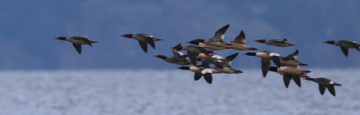 Red-breasted Merganser - ML645530348