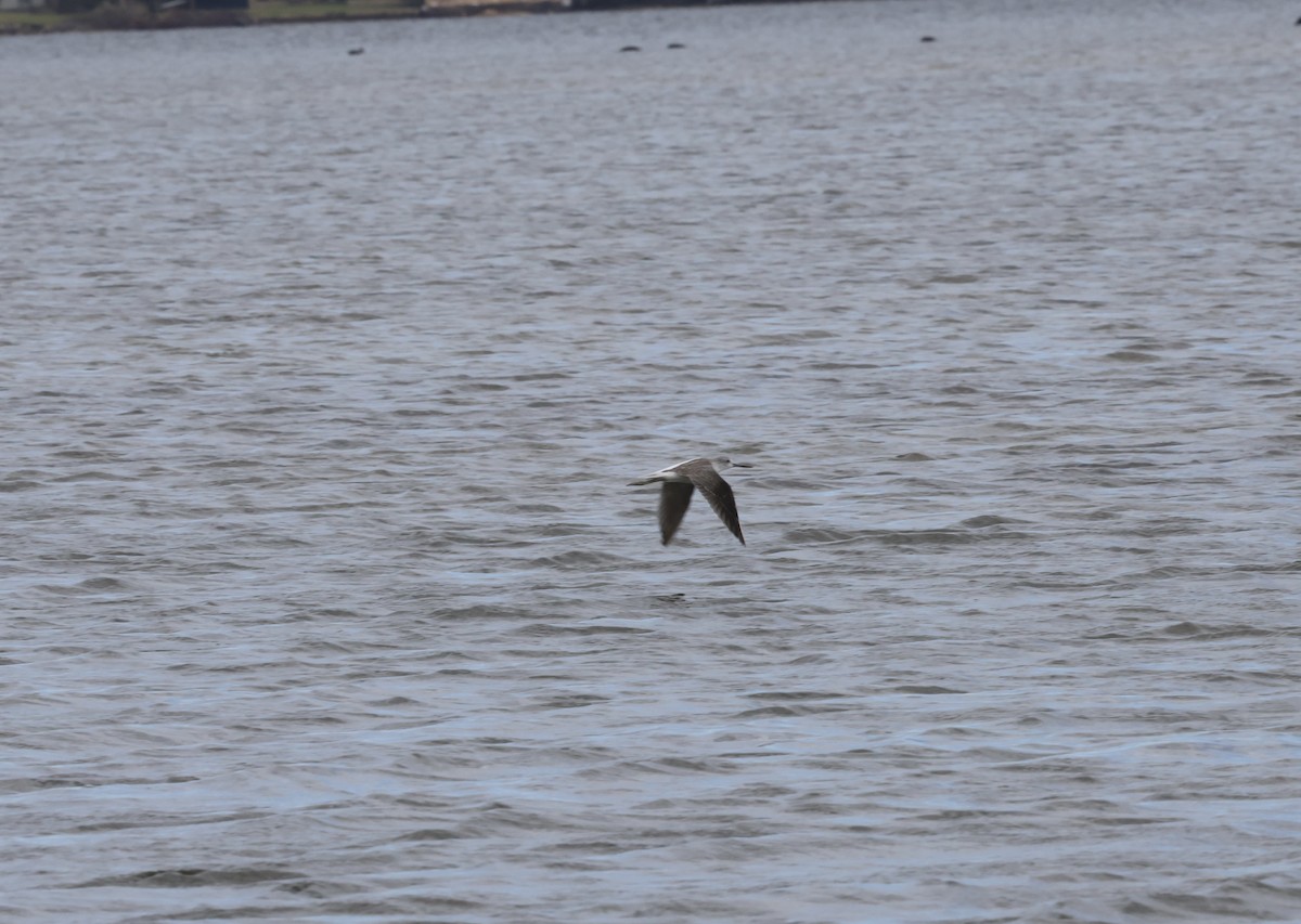 Grünschenkel - ML645530349