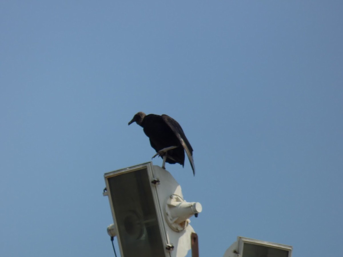 Black Vulture - ML645530351