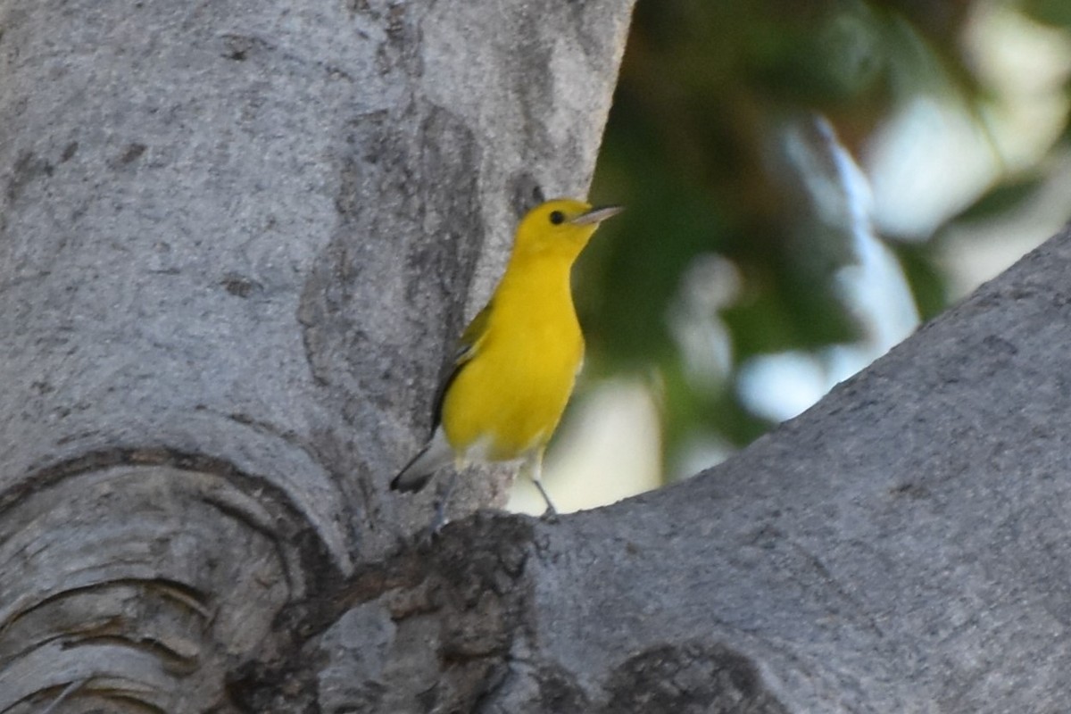 Prothonotary Warbler - ML645530352
