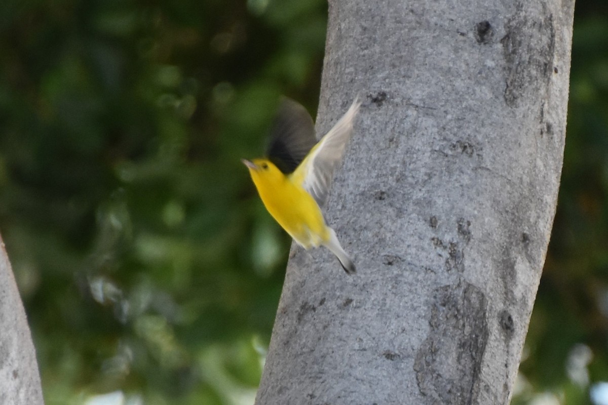 Prothonotary Warbler - ML645530353