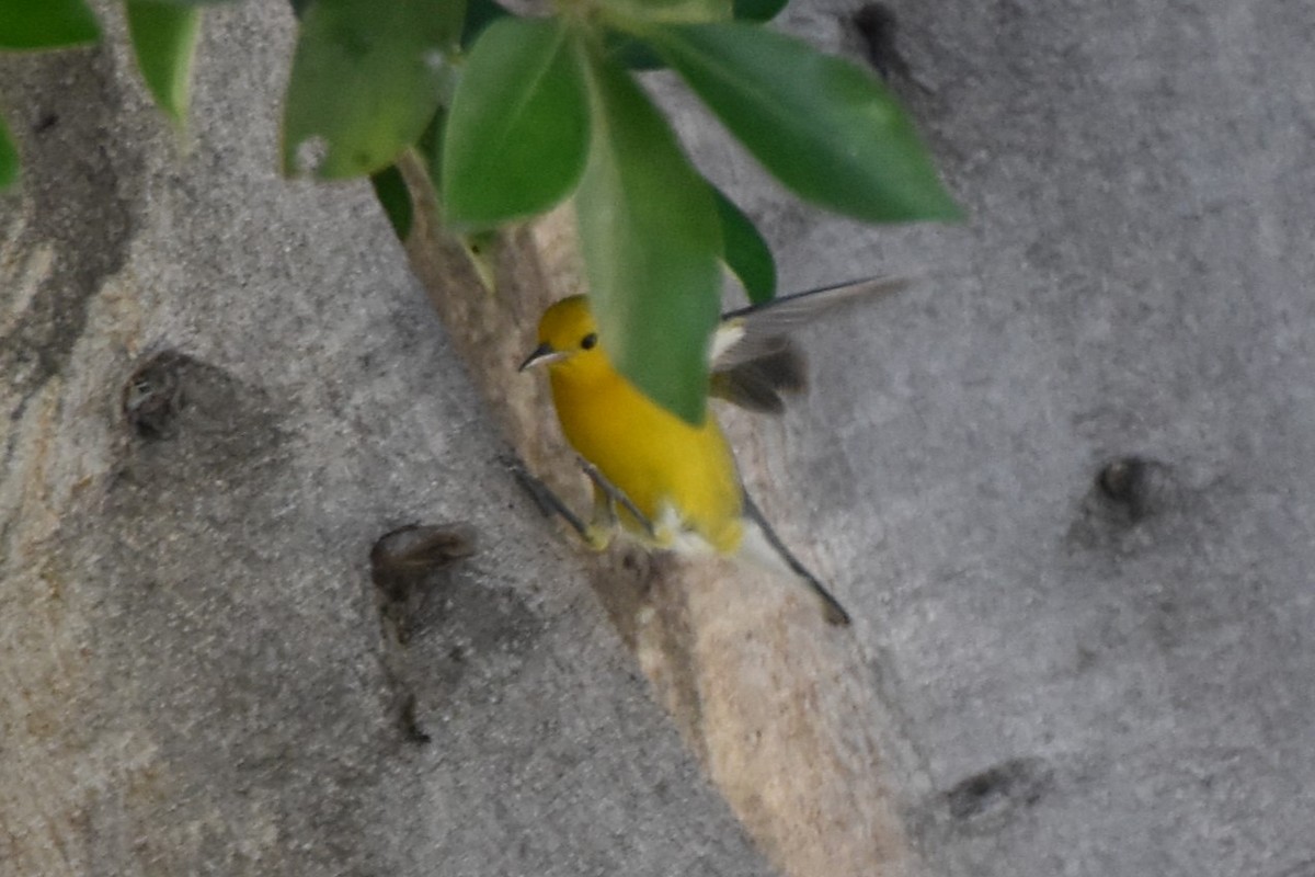 Prothonotary Warbler - ML645530354