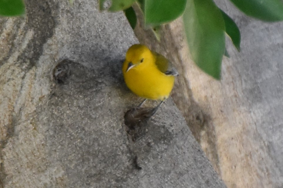 Prothonotary Warbler - ML645530355