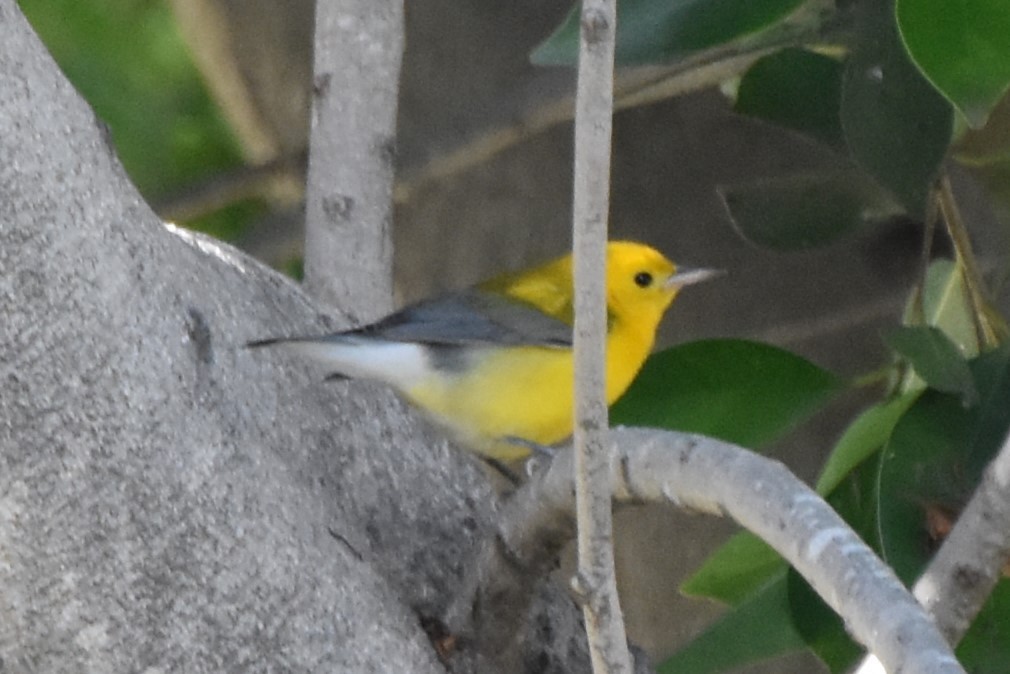 Prothonotary Warbler - ML645530356