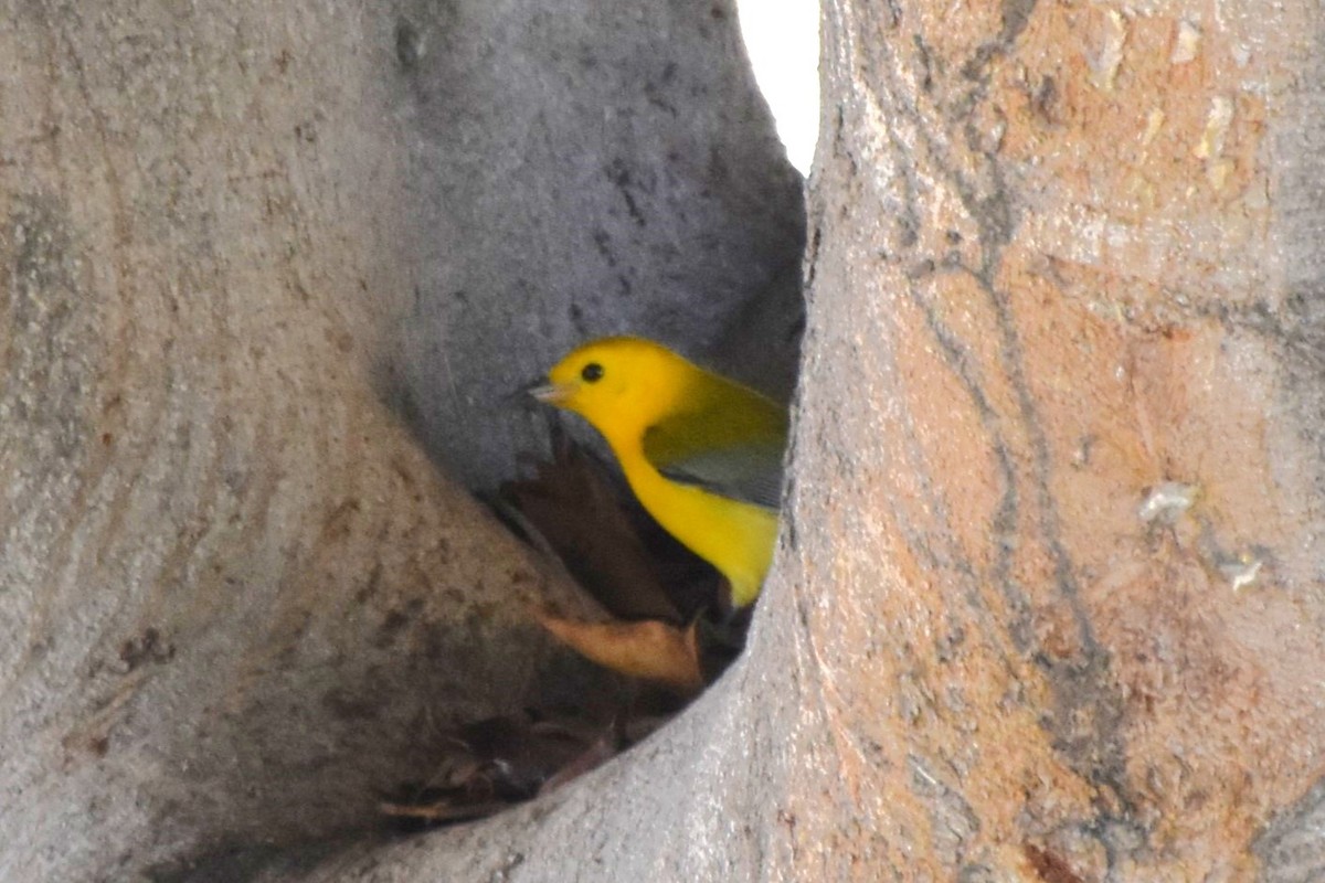 Prothonotary Warbler - ML645530357