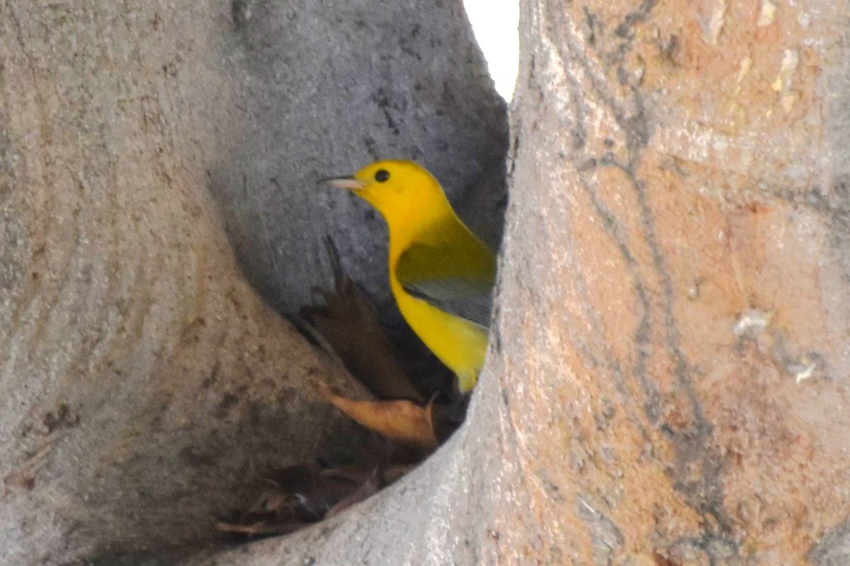 Prothonotary Warbler - ML645530358