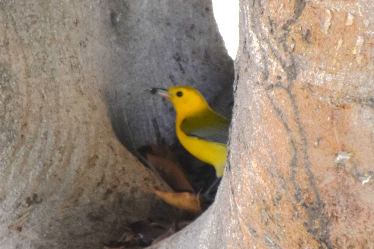 Prothonotary Warbler - ML645530359