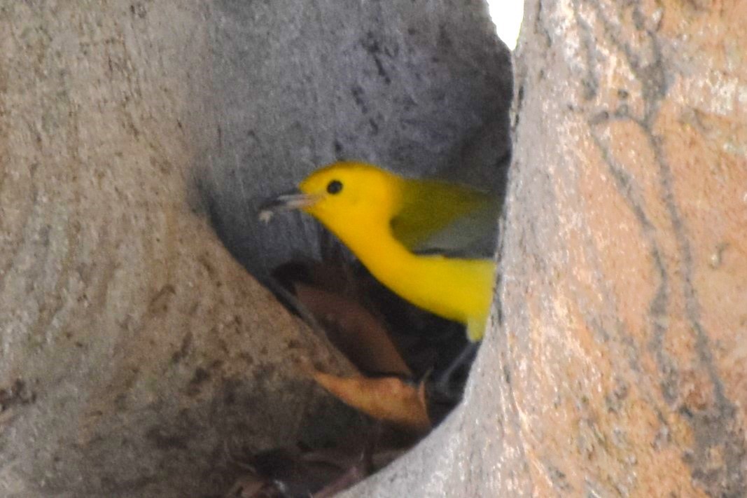 Prothonotary Warbler - ML645530360