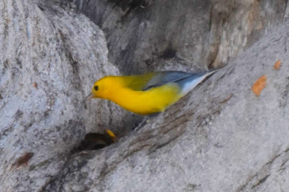 Prothonotary Warbler - ML645530361