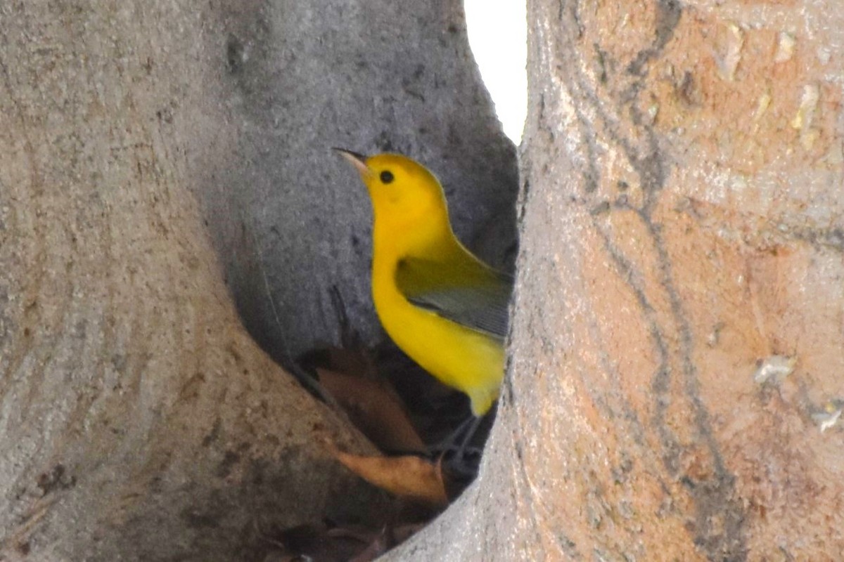 Prothonotary Warbler - ML645530362