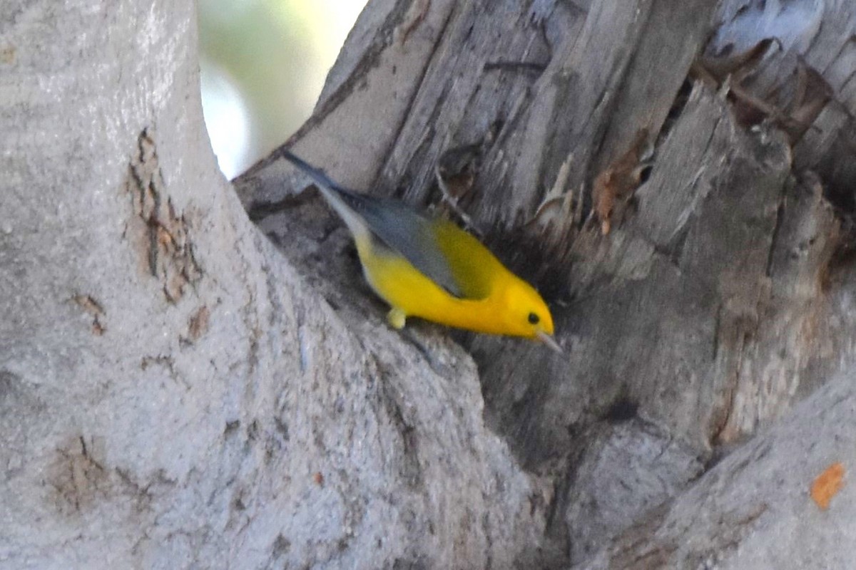 Prothonotary Warbler - ML645530363