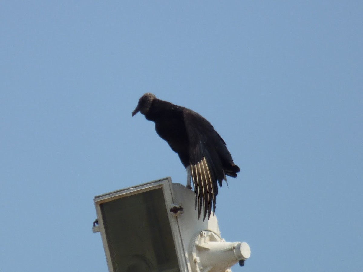 Black Vulture - ML645530366