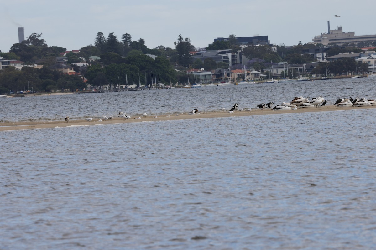 Silberkopfmöwe - ML645530367