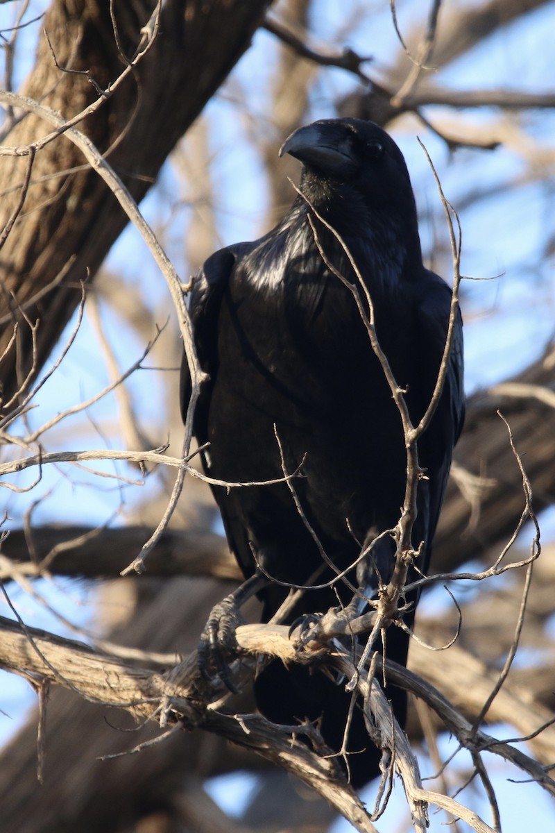 Common Raven - ML645530368