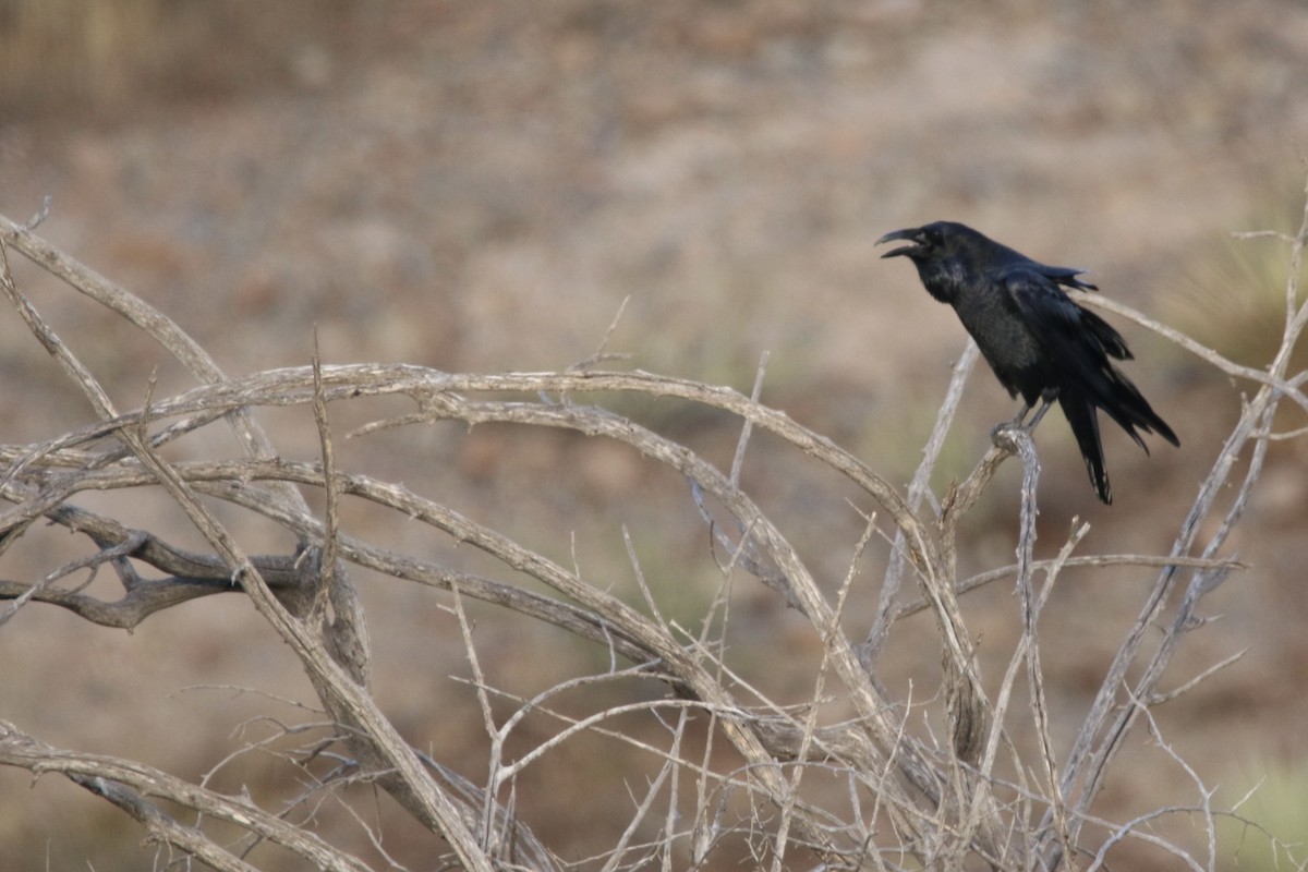 Common Raven - ML645530369