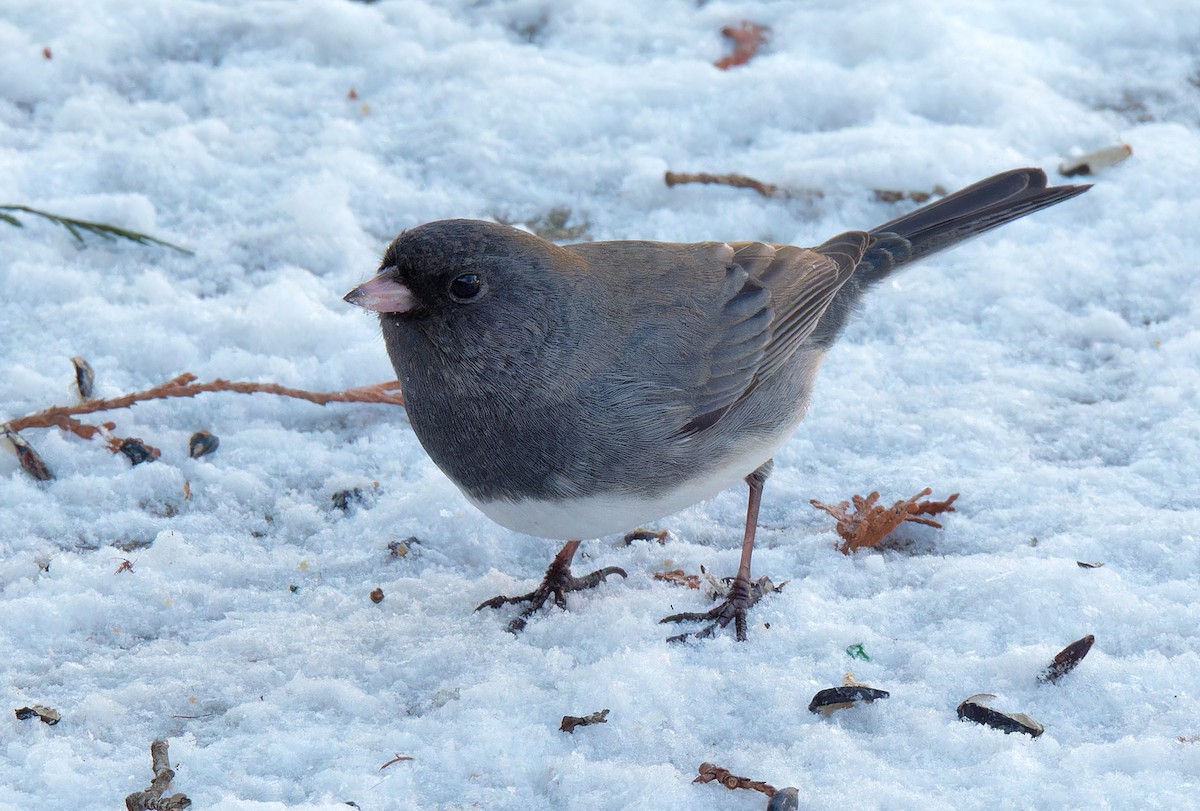 Dark-eyed Junco (Slate-colored) - ML645530376