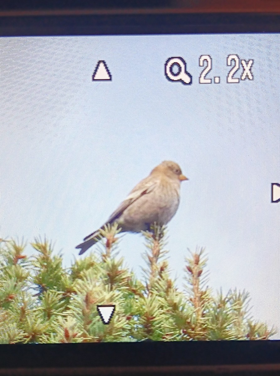 pěnkavice coloradská - ML645530378