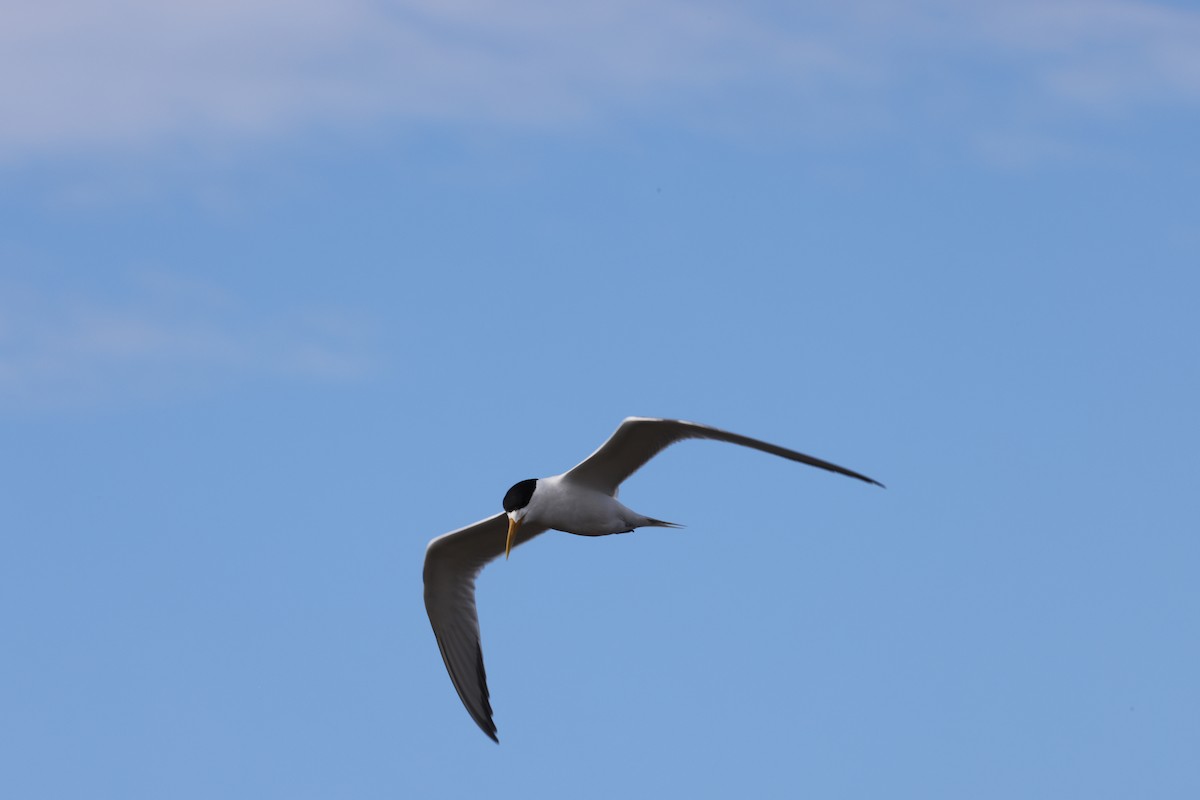 Eilseeschwalbe - ML645530381