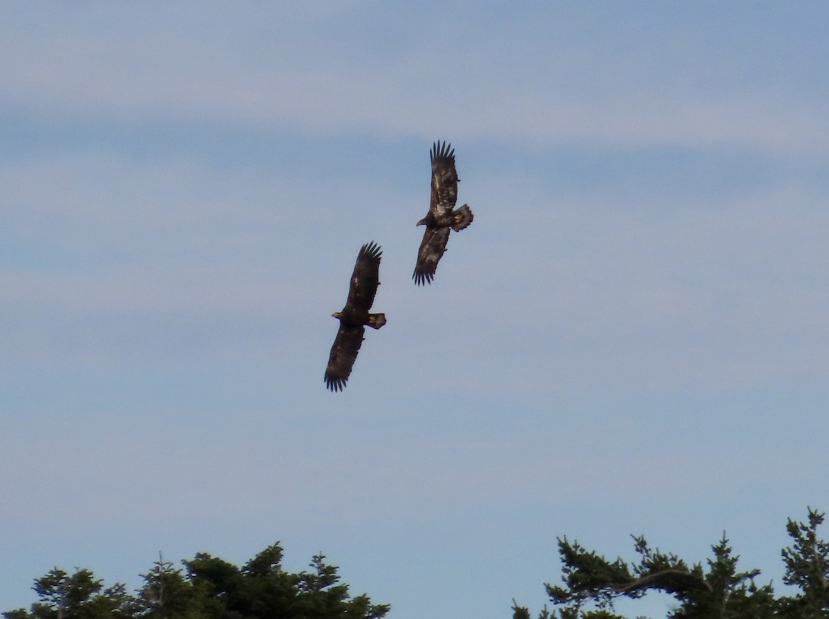 Bald Eagle - ML645530382