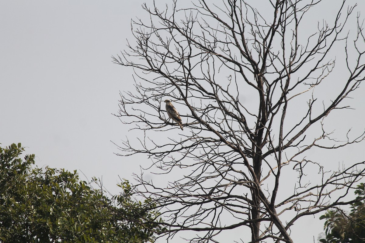 Хохлатый змееяд - ML645530383