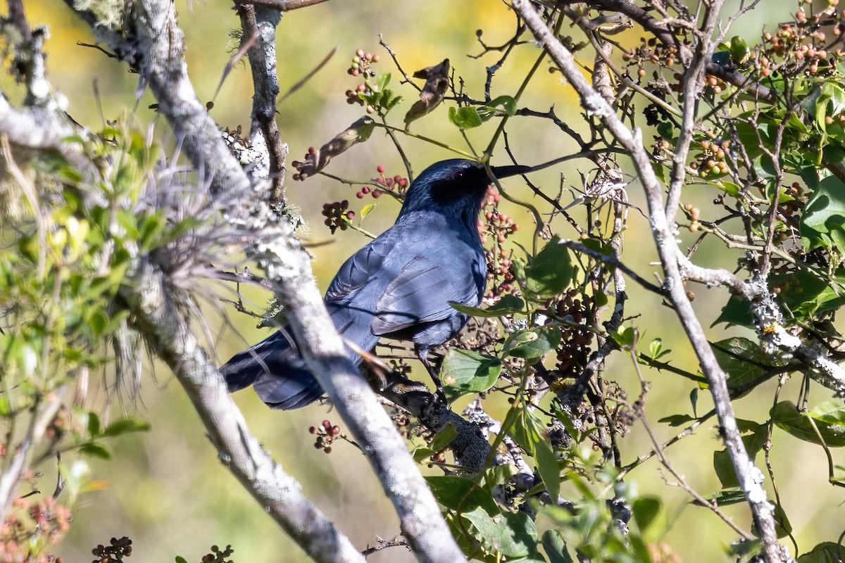 Blue Mockingbird - ML645530410
