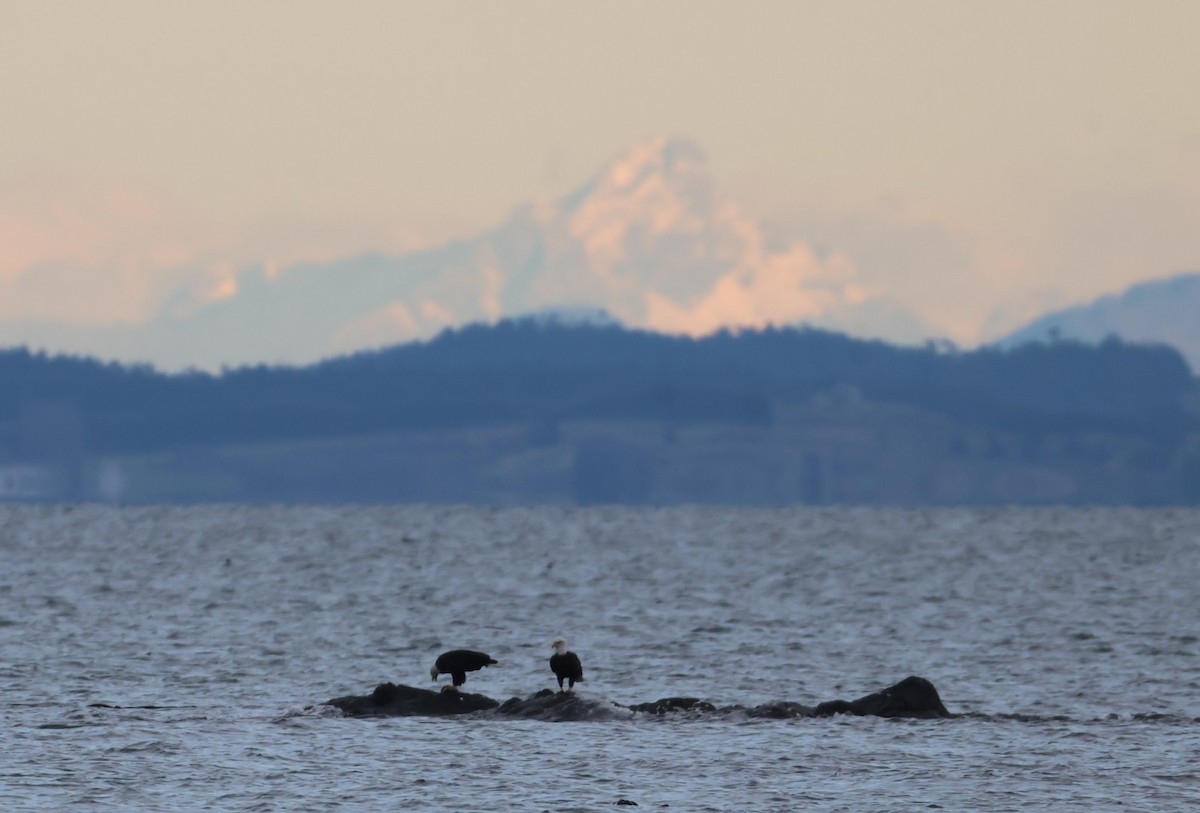 Bald Eagle - ML645530411