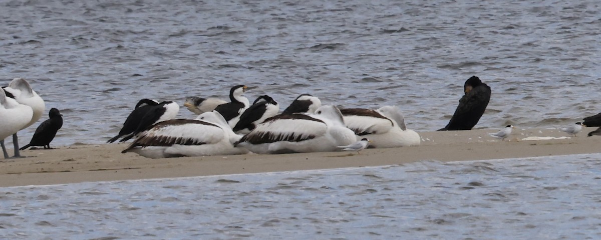 Kräuselscharbe - ML645530412